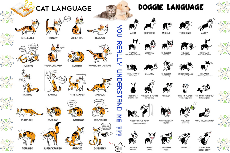 Comprendre le langage corporel de votre animal