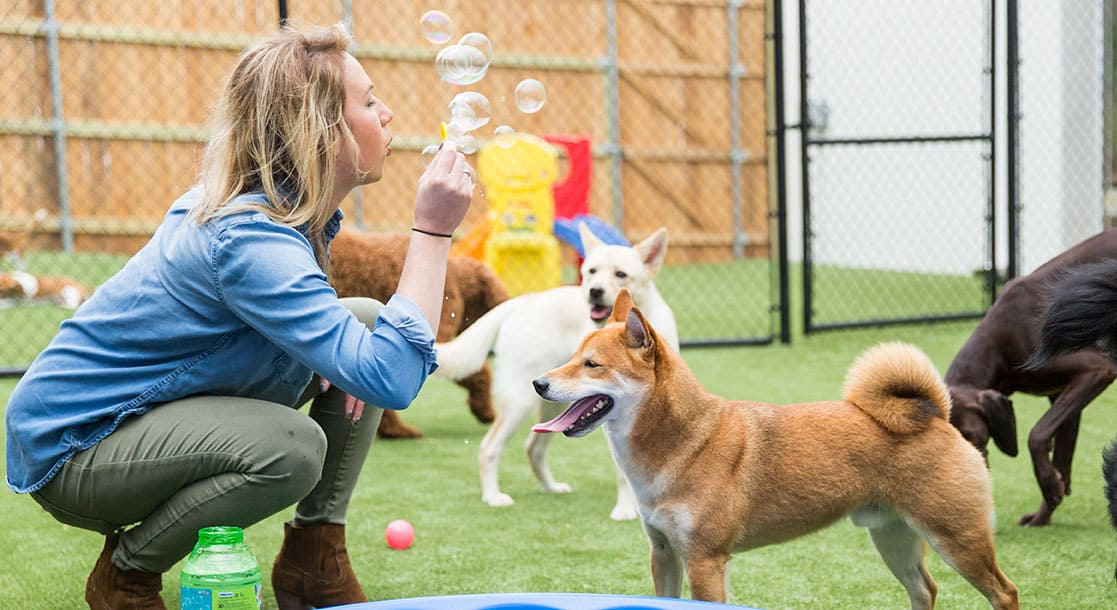 5 jeux d'intérieur amusants à jouer avec votre chien