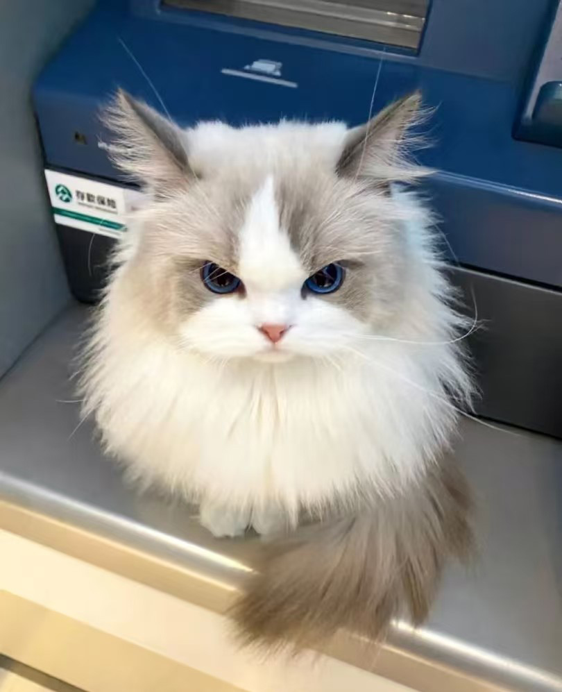 Pourquoi les chats ont-ils un penchant pour les hauts lieux?