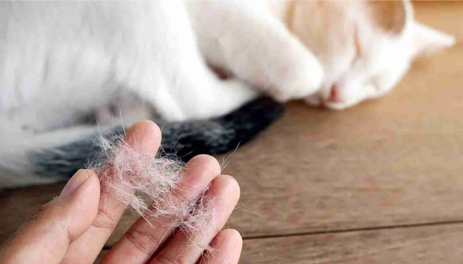 Pourquoi mon chat est-il autant perdu?