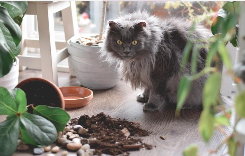 Pourquoi les chats éliminent les tables (et ce qu'ils pensent vraiment)