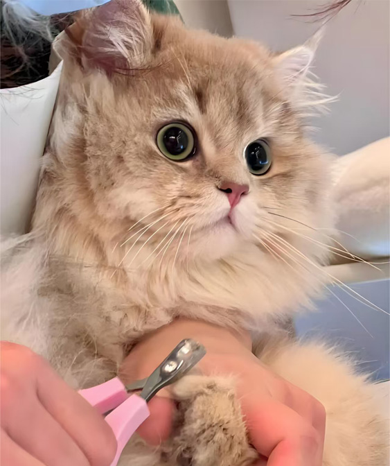 Produits de toilettage pour chats: garder votre minou propre et confortable