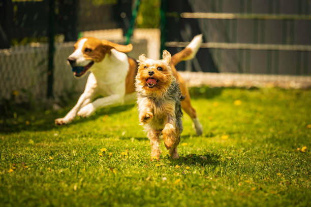 Conseils intelligents pour réussir des promenades pour chiens: entraînez votre chiot comme un pro